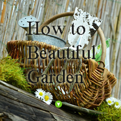 How to Beatiul Garden