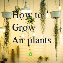 How to Grow Air plants