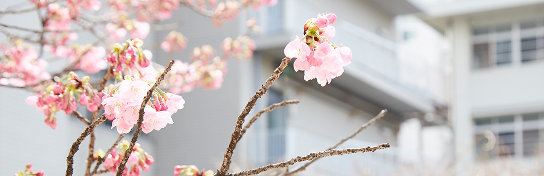 桜と校舎