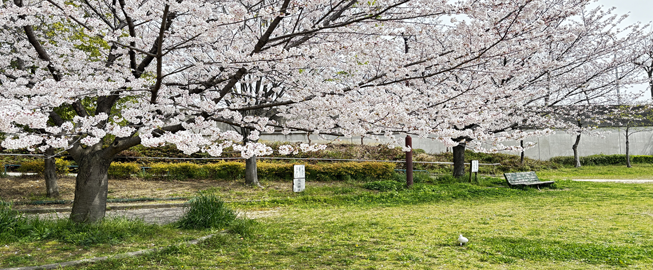 桜