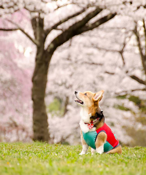 犬とさくら