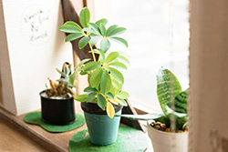 ワズカフェの観賞植物